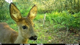 Jaaroverzicht 2023 wildcamara Nieuwkoopse plassen [upl. by Leirrad365]