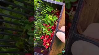 fruit garden gardening satisfying nature cranberry lingonberry harvesting elderberry [upl. by Wong706]