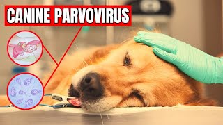 How to cure parvovirus in dogs [upl. by Leake851]