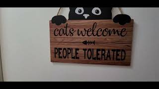 TALKING CAT VIDEO  THE KITTY ROOM COMPLETED [upl. by Rhtaeh]