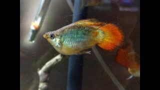 2 Year Old Molly Guppy Crossbred Hybrids [upl. by Alohcin848]