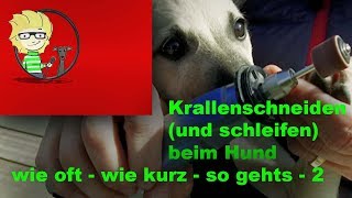 FOLGE 13 Krallen schneiden beim Hund  wie kurz  wie oft  so gehts  22 [upl. by Sueddaht]