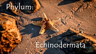 Phylum Echinodermata Starfish Urchins and Sea Cucumbers [upl. by Naziaf]