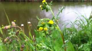 Common Groundsel Senecio vulgaris  20120429 [upl. by Nicolais]