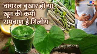 Benefits of Giloy बदलते मौसम में सेहत के लिए रामबाण है गिलोय जड़ से रोगों को करता है साफ [upl. by Edith277]