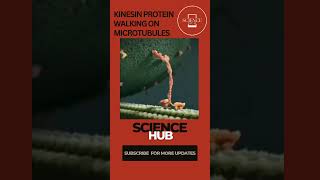 Kinesin protein walking on microtubules  Science Hub sciencehub biology cellbiology enzymes [upl. by Dougall956]