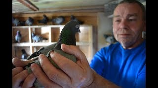 Pigeons Pigeon Fanciers of Great Britain Davey Warrener Gordon Hughes English Tipplers Episode 1 [upl. by Hairehcaz]