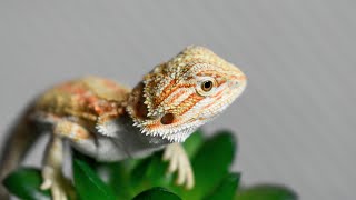 Présentation complète du Pogona Vitticeps [upl. by Alisen497]