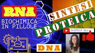 SINTESI PROTEICA quanta energia in GPT spende una cellula per la sintesi di una proteina [upl. by Coit]