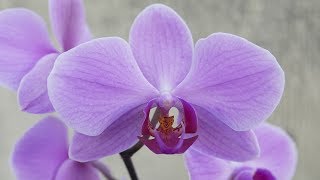 Phalaenopsis  Orchideen Pflege leicht gemacht [upl. by Shanan]