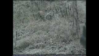 Treibjagd Drückjagd auf Schwarzwild und Rotwild in der Schorfheide Fuchs wird erlegt [upl. by Vassily]