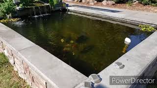 BOG Filter Koi Pond With Crystal Clear Water [upl. by Juliann]