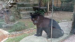 Jaguar at the Hattiesburg Zoo [upl. by Hilton317]