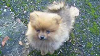 Puppy Pipkin  quotThe Pomeranian Songquot [upl. by Jehias]