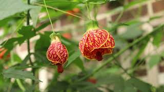 Abutilon Plant Profile [upl. by Annabal]