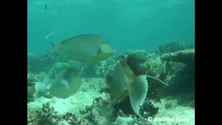 The herbivorous Unicornfish  Great Barrier Reef Marine Park Authority [upl. by Debby]