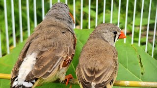 Two birds singing in the morning  zebra finch singing sounds so funny [upl. by Adao]