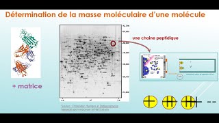 Applications de la spectrométrie de masse V2 [upl. by Leila293]