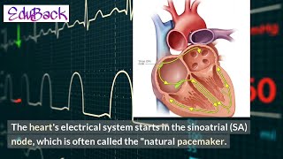 How the Human Heart Works Understanding the Engine of Life [upl. by Einnel]