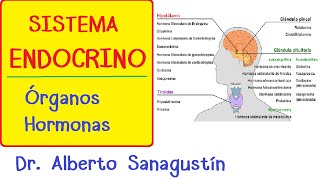 SISTEMA ENDOCRINO explicado FÁCIL glándulas y hormonas [upl. by Yor]