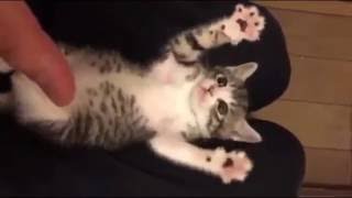 Funny Cat Videos  Surprised Baby Kittens  Cute Kittens Compilation 2016 [upl. by Volnak315]