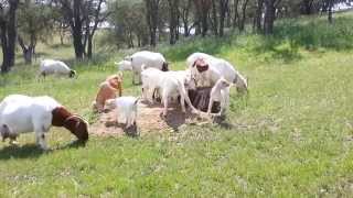 Boer Goat Kids 2014Stinchfield Ranch [upl. by Nyrret]