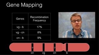 Genetic Recombination and Gene Mapping [upl. by Ahsenrat351]