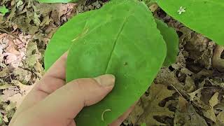 How To Identify Wild Comfrey  Cynoglossum virginianum [upl. by Ramhaj]