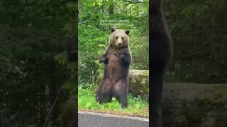 Bear dancing look like professional rap hiphop automobile music shortvideo funny funnyvideo [upl. by Adyaj]