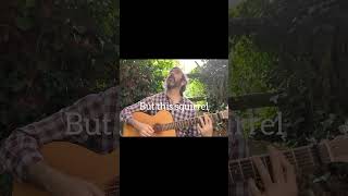 music folkguitar guitar singersongwriter acousticguitar squirrel naturevideo naturelovers [upl. by Alit]