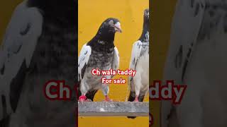 ch wala taddy for sale location Lahore 03000431694 [upl. by Mita]