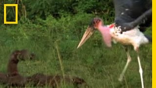 SaddleBilled Stork Struggles to Swallow Fish Perseverance is key [upl. by Tarra]