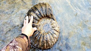 AMAZINGOnce in a Lifetime AMMONITES amp MATRIX FOUND [upl. by Oiretule]