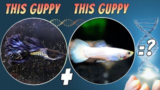 Guppy Cross Breeding Strains Hybrid Test 5  Creating Your Own Guppy Strain in the Aquarium [upl. by Lello63]