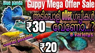 🤩അടിപൊളി offer ഗപ്പികളും ചെമ്മീനുകളും വേണോ guppyvalarthalmalayalam guppyvalarthalmalayalam [upl. by Aziza]