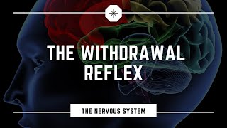 What is the Withdrawal Flexor Reflex [upl. by Ayouqes832]