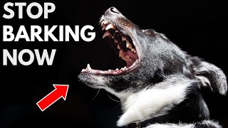 How To Stop A Dog From Barking At Everything [upl. by Nol187]