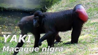 YAKI Macaca nigra  Si Monyet Hitam Sulawesi [upl. by Daryn]