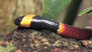 Floridas Venomous Snakes 0310  Coral Snakes [upl. by Emlin454]