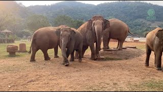 Trumpets of Excitement  Turn Up the Volume  ElephantNews [upl. by Anrahs194]