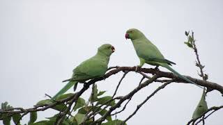 Indian Ringnecked Parakeet feeding baby [upl. by Mur128]