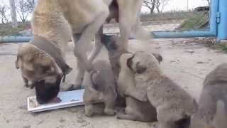 Kangal puppies 1 [upl. by Annoit]