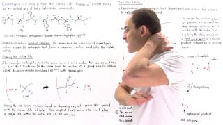 Chymotrypsin and Covalent Catalysis [upl. by Erma]