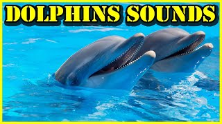 Dolphins Sounds Song Of Dolphins Noises  Cry Dolphin Laugh  Communication Dolphin Language [upl. by Chafee885]