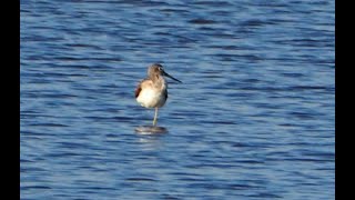 greenshank  grünschenkel [upl. by Ainahtan]