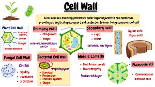 Cell Wall Structure and Function  Cell Organelles and their Function [upl. by Simara209]