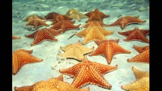 SeavisTours Starfish in Piscina Natural Dominican Republic [upl. by Friedrich631]