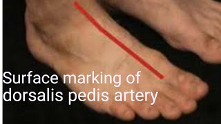 Surface marking of dorsalis pedis artery  Anatomy of dorsalis pedis artery [upl. by Anyale]