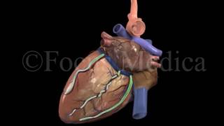 Introduction to Venous Drainage  Heart [upl. by Piks]