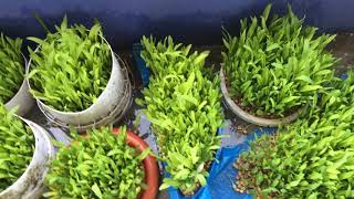 Hydroponic grass from pokhara lekhnath hydroponics hydroponicsgrass grass grass [upl. by Kreis]